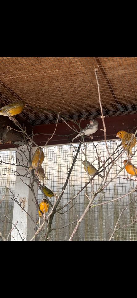 Kanarienvögel aus Volierenhaltung  zu verkaufen in Essen