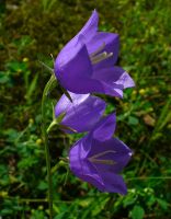 Glockenblume Carpatica Blu  50 Samen Niedersachsen - Braunschweig Vorschau