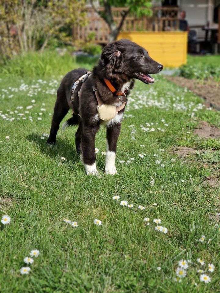 Sanftmütige Lana ❤️ wünscht sich ihr Happy End in Reddeber