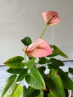 Pflanze,Zimmerpflanze,Flamingoblume,Flamingo-Blume,Pflanzen,Zimme Altona - Hamburg Ottensen Vorschau