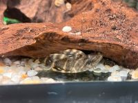 L104 Panaqolus maccus Clown Panaque Zwergschilderwels 4-5,5cm Baden-Württemberg - Rangendingen Vorschau