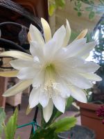 Epiphyllum 20 cm Blüte Ableger Bayern - Eichendorf Vorschau