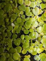 ANGEBOT ! Wasserpflanze Froschbiss 10 St. 2,50 € o 20 St. 4 € Wuppertal - Elberfeld Vorschau