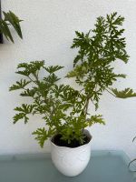 Duftgeranie Geranie 70 cm  groß Pflanze im Topf Hessen - Bensheim Vorschau