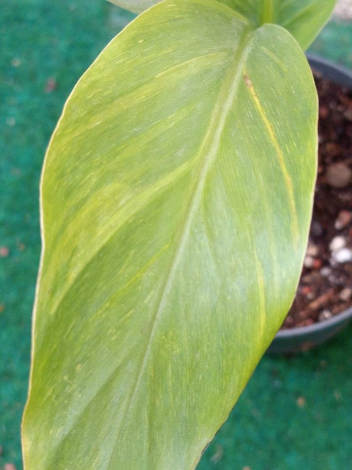 Musa basjoo variegata / panaschierte Basjoo in Schönebeck (Elbe)