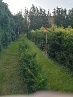 Eiben (Taxus baccata )  frisch,robust und widerstandsfähig Nordrhein-Westfalen - Xanten Vorschau