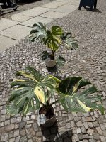 Sehr schöne Monstera 63cm Hoch - 15cm Topf Durchmesser Pankow - Prenzlauer Berg Vorschau