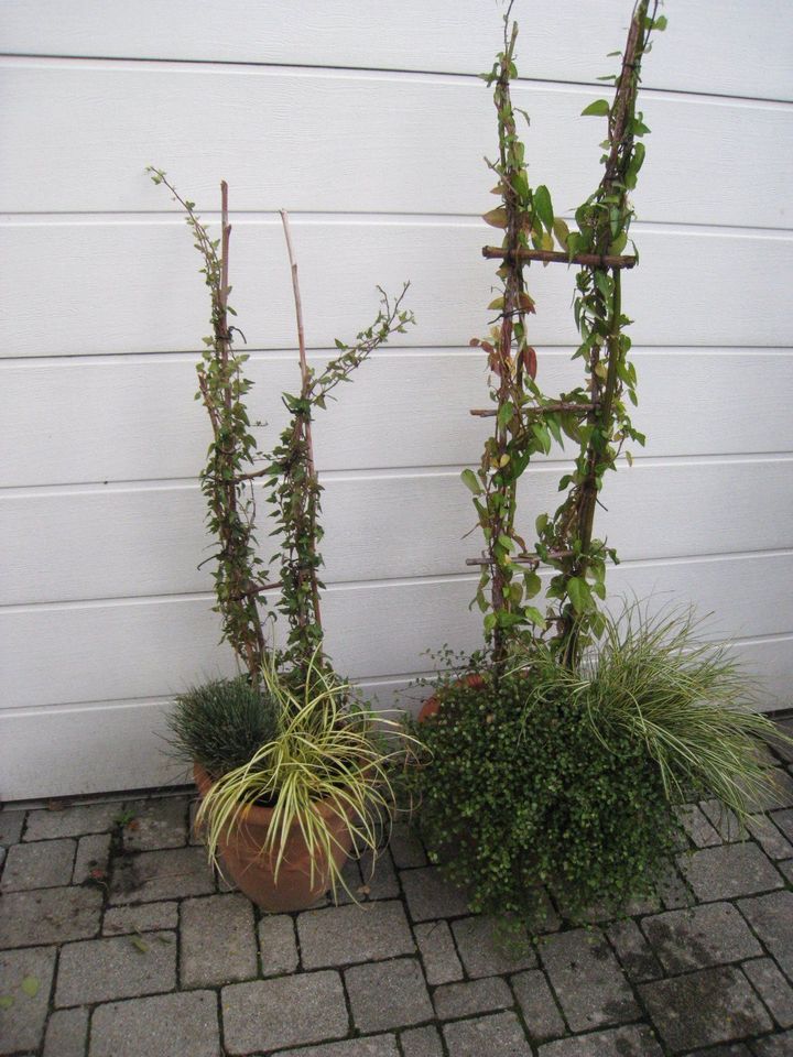 Sträucher, Bäume, Sichtschutz Balkon/Terrasse in Ottersweier