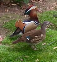 Mandarin enten zierenten Wasserziergeflügel Geflügel Nordrhein-Westfalen - Tecklenburg Vorschau