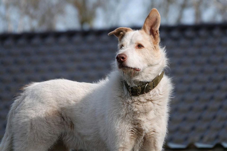 Tierschutzhund Fritz sucht ein Zuhause in Winsen (Luhe)