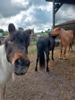 Platz auf kleiner Reitanlage Niedersachsen - Halvesbostel Vorschau