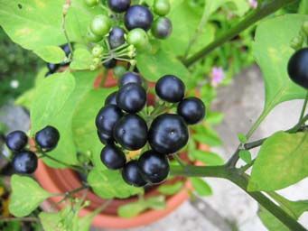 Samen Gemüse Obst Chilly Kräuter Saatgut Stangenbohnen in Liebenau