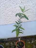 Eukalyptus Pflanze Rheinland-Pfalz - Bad Ems Vorschau