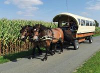 Senioren- Behinderte- Kranke- Menschenfahrten mit Pferd Münster (Westfalen) - Centrum Vorschau