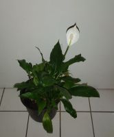 Große Spathiphyllum Pflanze Zimmerpflanze Innenstadt - Köln Altstadt Vorschau