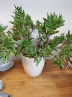 Pflanze von Ikea ca 10 Jahre gewachsen Nordrhein-Westfalen - Eschweiler Vorschau