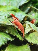 Neocaridina Red Fire Garnele Mecklenburg-Vorpommern - Loitz (Bei Demmin) Vorschau