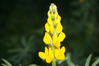 Blumensamen Lupinensamen Gelb Winterhart Niedersachsen - Varel Vorschau