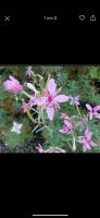 30 Samen Rosmarin-Weidenröschen, Naturgarten Steingarten Insekten Bayern - Baldham Vorschau