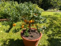 Kumquat Bäumchen wunderschön Früchte sehr viel Bayern - Großaitingen Vorschau