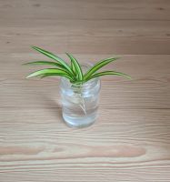 Ableger Grünlilie (Chlorophytum) von Pflanze in Bioland-Qualität Niedersachsen - Braunschweig Vorschau