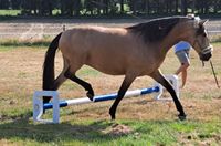 Cavaletti Hindernis Sprungstange Pferdehindernis Pferdesprung Niedersachsen - Ankum Vorschau