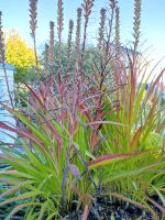 Gartenpflanzen und -blumen Baden-Württemberg - Bad Saulgau Vorschau