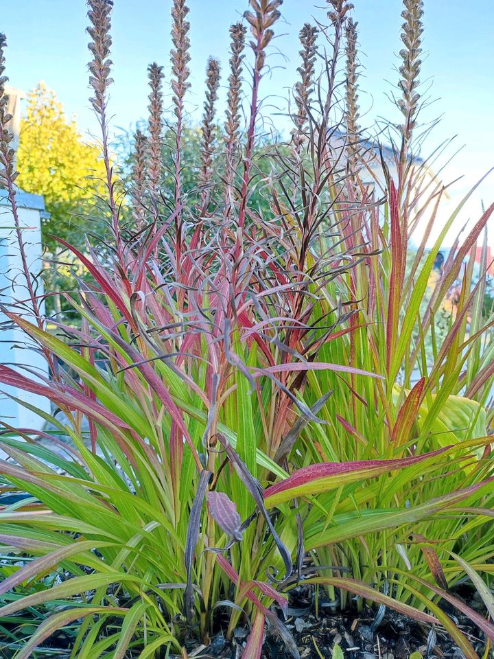 Gartenpflanzen und -blumen in Bad Saulgau