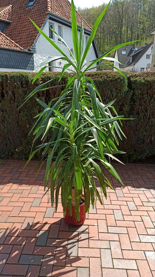 Yucca Palme 200 cm in Diekholzen