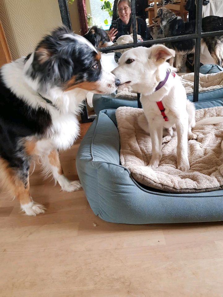 Hübscher PICO ❤ aus dem Tierschutz will die Welt entdecken in Erwitte