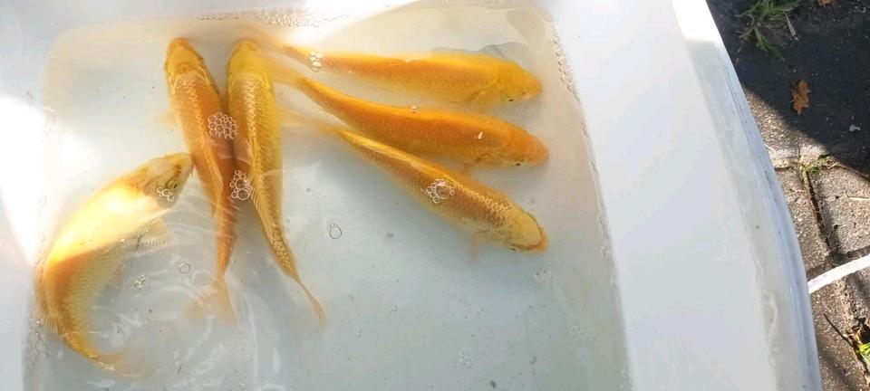 ♥♥Yamabuki Kois super gold Gelb einmalig top Farben Koi Teich♥♥♥♥ in Berlin
