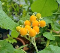 Zwerg-Tamarillo - Samen (Solanum abutiloides) Hessen - Biedenkopf Vorschau