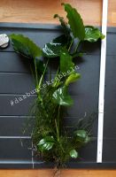 Aquarium Pflanzen Anubias barteri var. barteri Bayern - Unterroth Vorschau