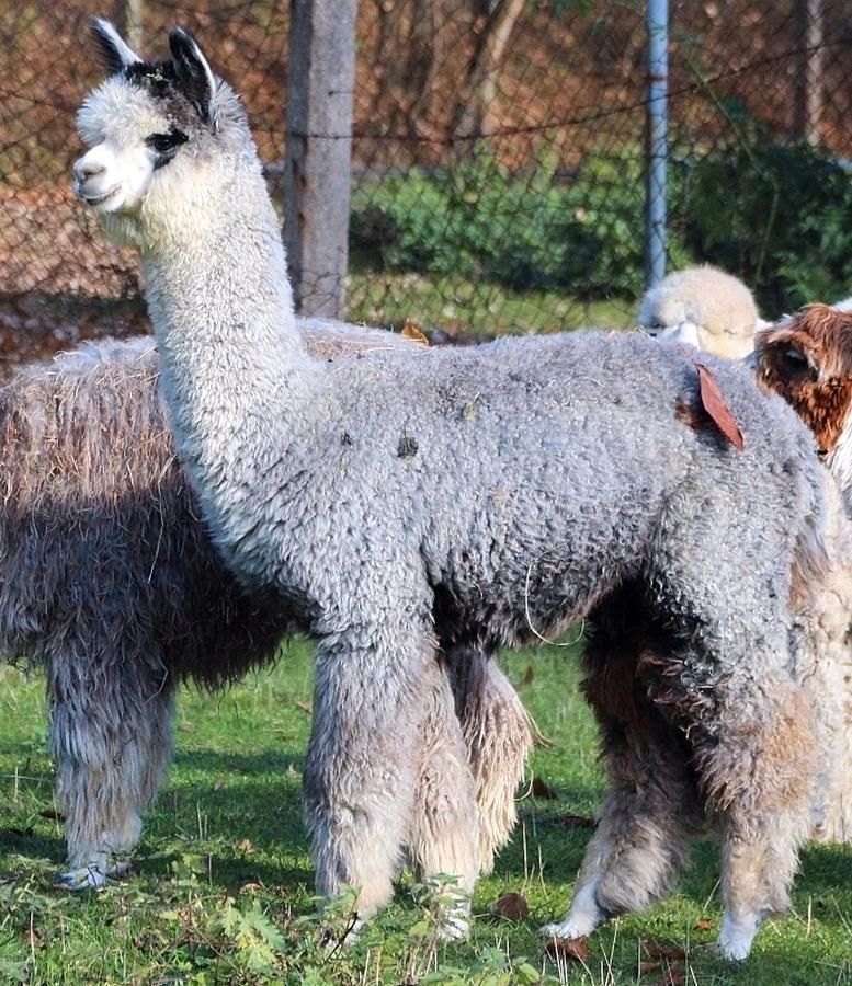 Alpakahengst mit viel Farbe, bildschön gezeichnet! in Tecklenburg