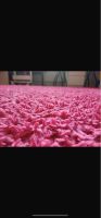 Teppich Hochflor  Pink und weiß  zwei Stück Hamburg-Nord - Hamburg Barmbek Vorschau