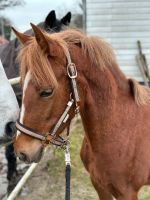 Typvolle Ponystute zuverkaufen Niedersachsen - Osterholz-Scharmbeck Vorschau