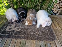 Zwergwidder Kaninchen Weibchen reinrassig 4 Monate Nordrhein-Westfalen - Solingen Vorschau