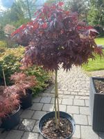 Acer Palmatum ‚Shaina‘ Hochstamm japanischer Zwergahorn Saarland - Wadgassen Vorschau