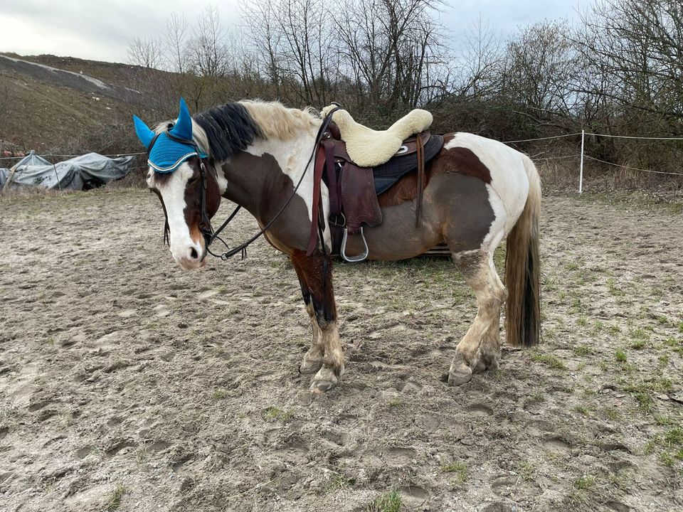 Lewitzer Mix Reitpony in Öhringen