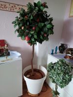 Apfelbaum,(69€,Schwer) 1,55 m+ Efeupflanze, (25€)95cm / Kunst Niedersachsen - Emden Vorschau