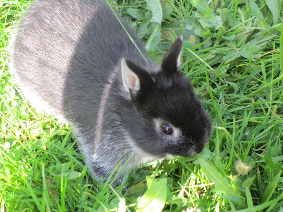 Mini Baby Zwerghasen Zwergkaninchen Löwenköpfchen Farbenzwerg in Osterberg