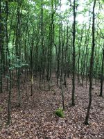 Wald Tausch gesucht Rheinland-Pfalz - Linz am Rhein Vorschau
