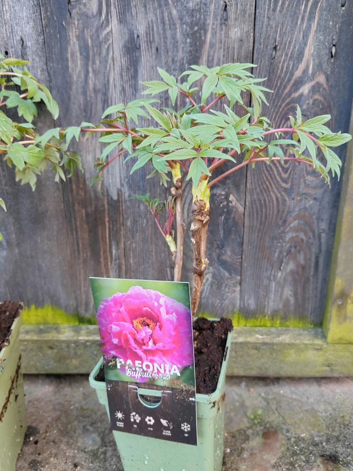 Strauchpfingstrosen  rot rosa im Topf Staude winterhart in Karstädt Prignitz