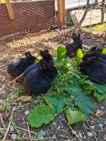 Stallhasen Kaninchen Hasen Kleintiere Hessen - Mücke Vorschau