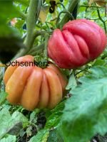 5x OCHSENHERZ Tomaten Tomatenpflanzen Pflanzen Sachsen - Hartenstein Vorschau