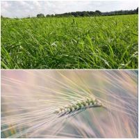 BIO Betrieb sucht Grünland, Ackerland, Wald, Landw. Gebäude Mecklenburg-Strelitz - Landkreis - Neverin Vorschau