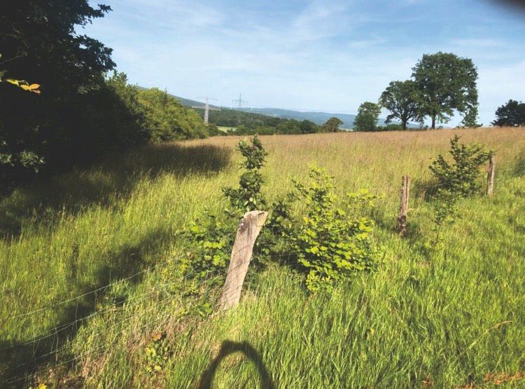 Verkaufe 2,60 ha Grünland in Laubach Stadt Hann. Münden (GÖ) in Hann. Münden