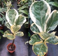 Ficus lyrata variegata Bayern - Augsburg Vorschau