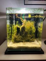 Aquarium 30 Liter mit Zubehör /CO2/Osmose Lübeck - Travemünde Vorschau