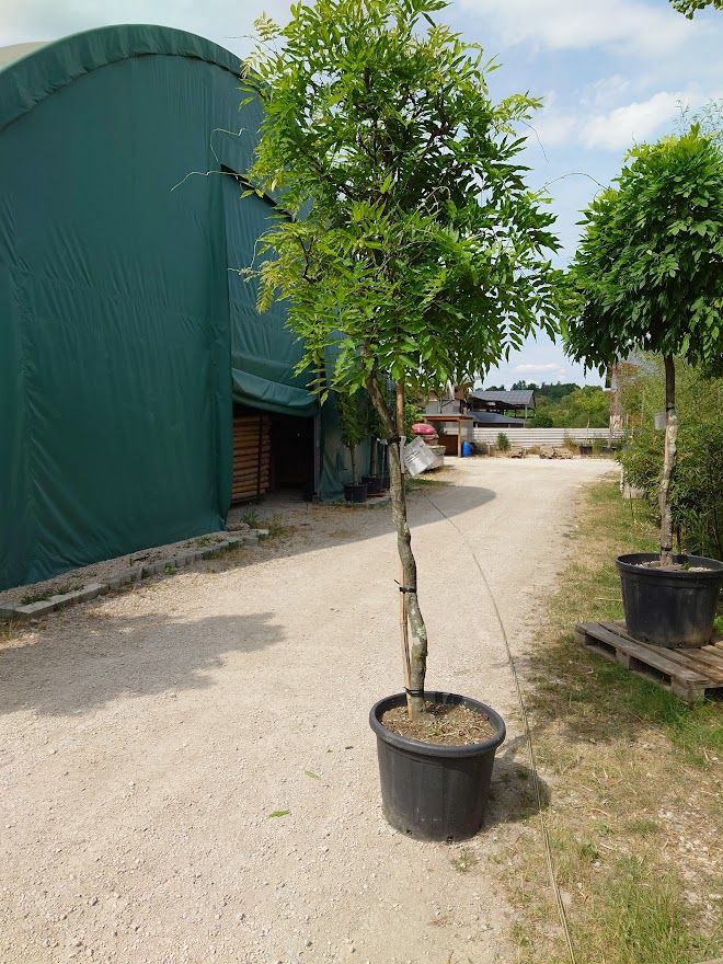 Blauregen Wisteria sinensis Hochstamm Höhe: ca. 270cm  (Nr. 5) in Ofterdingen